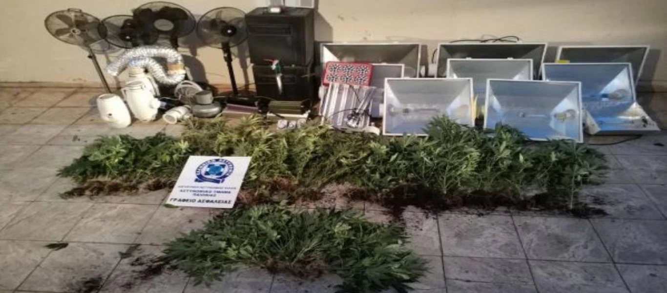 Θεσσαλονίκη: 58χρονος καλλιεργούσε δενδρύλλια κάνναβης μέσα στο σπίτι του - Είχαν ύψος 1,5 μέτρο (φώτο - βίντεο)